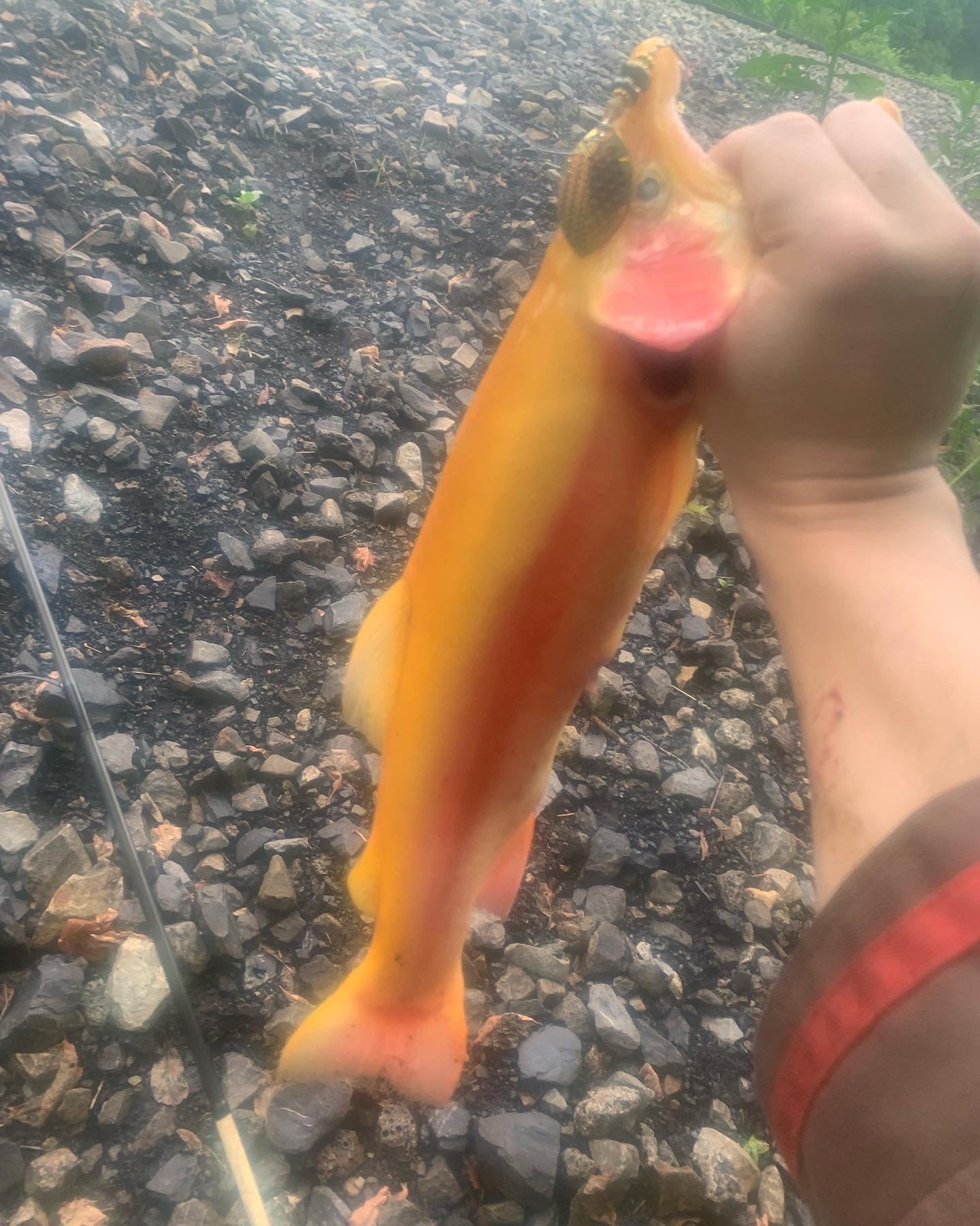 The Pumpkin Splatter