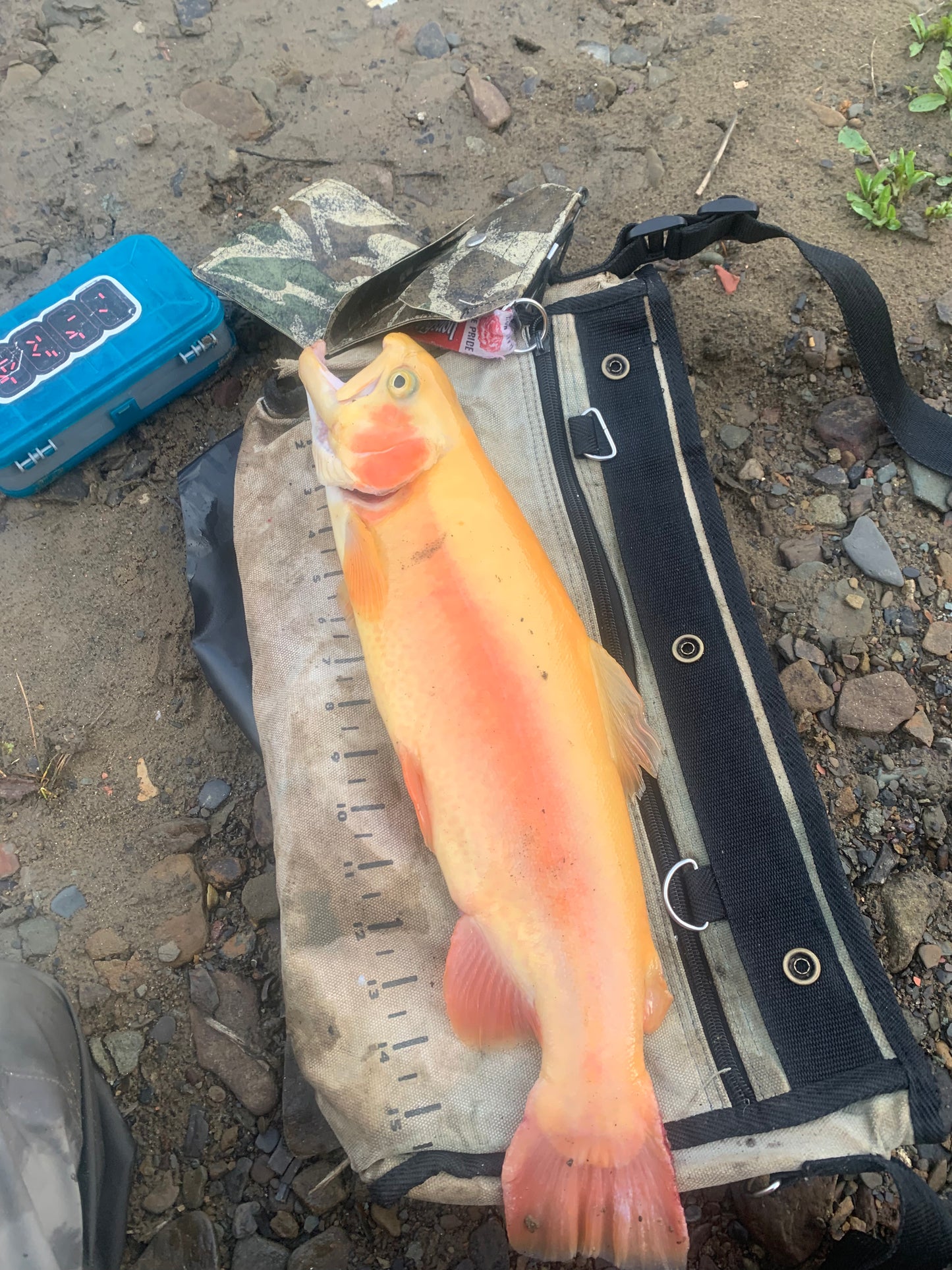 The Jalapeño Popper